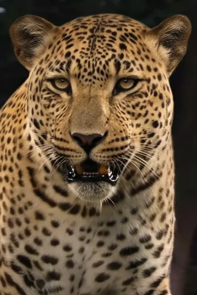 African Leopard photo