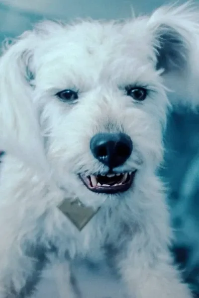 Jolene the Dog