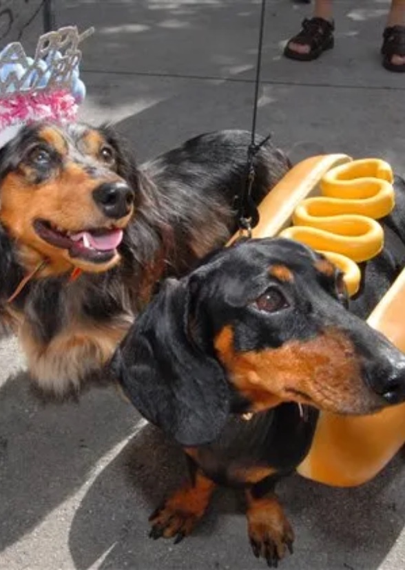 100 Dachshunds