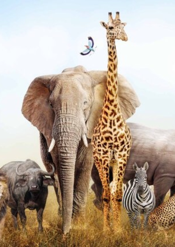 World of Animals