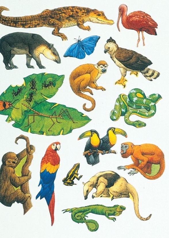 Voices of the Rainforest