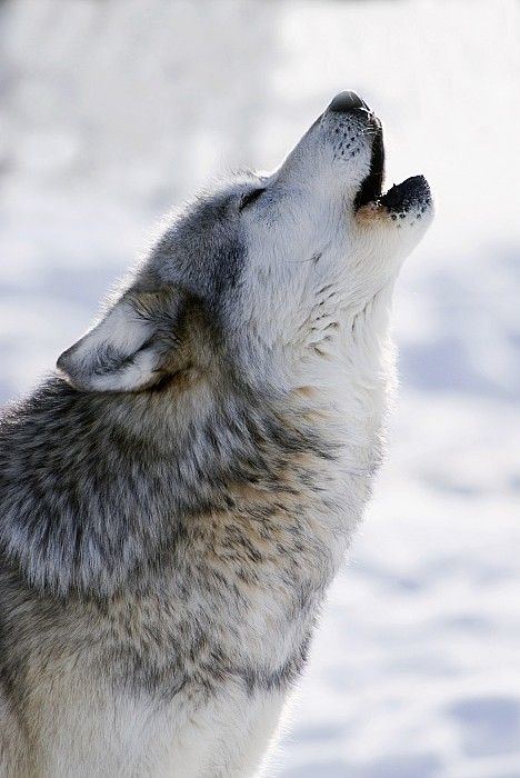 Lone Wolf