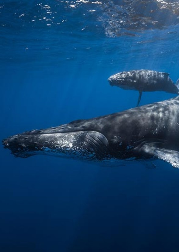 Whales the Movie