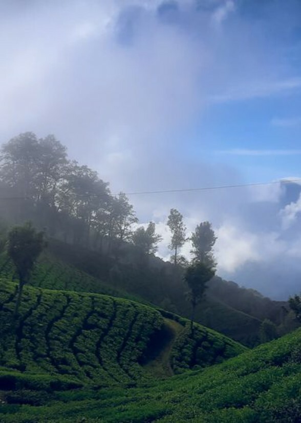 5 star resorts in Munnar 