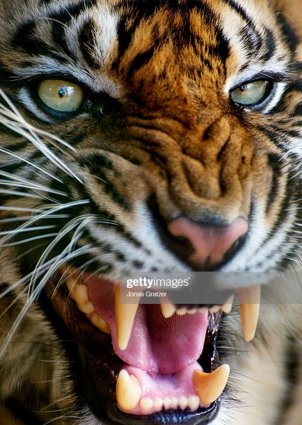 Animalistic