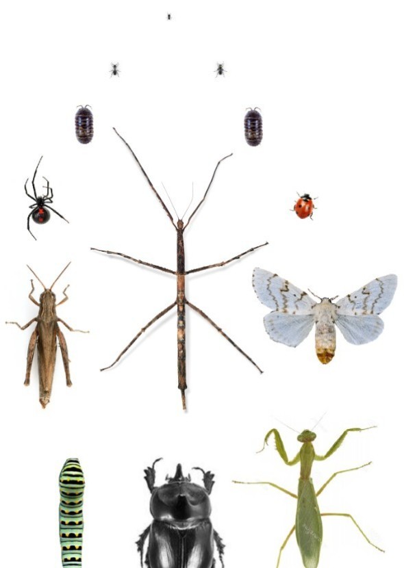 A Bug's Life (2023)