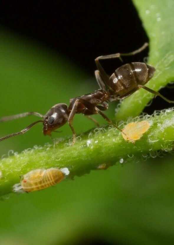 A Bug's Life: Live Action Remake (2025)