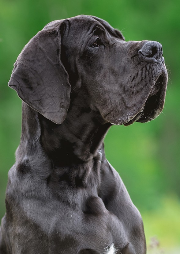 A Dog Named Pearl