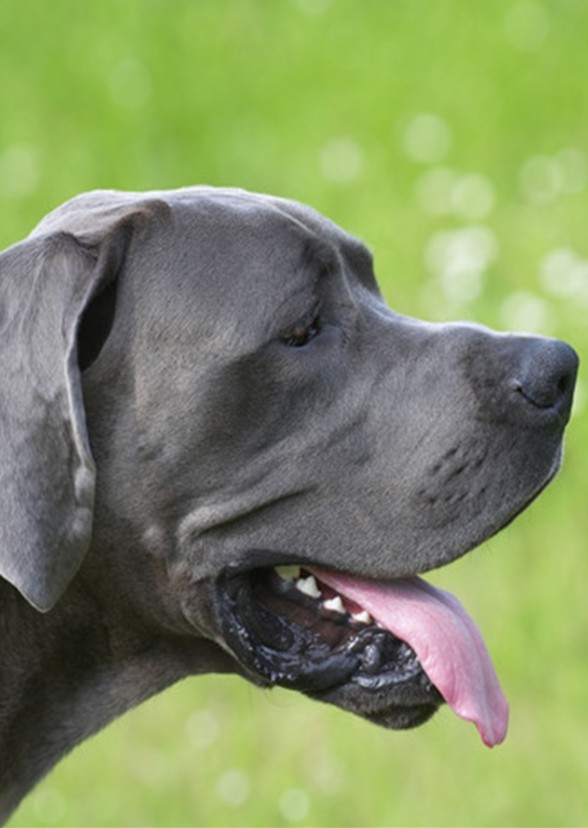 A Dog's Tale