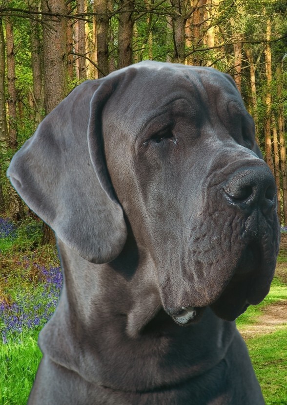 "A Lifetime of Gentle Giants"
