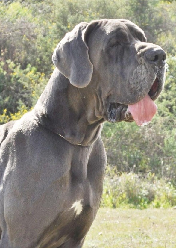 A Soul in Fur