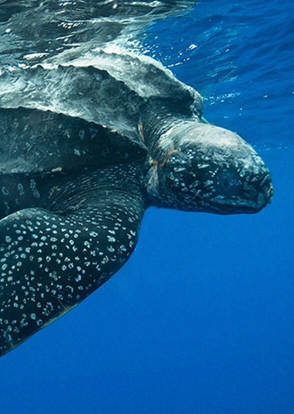 Tale Of A Turtle