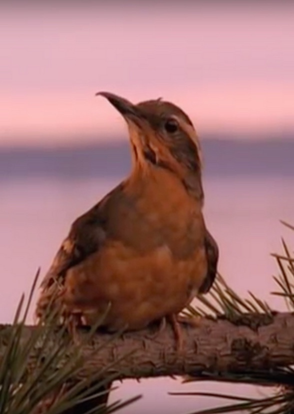 A24’s Twin Peaks: Northwest Passage (2020-2022)