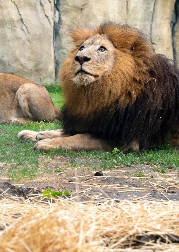 ABC’s at the zoo
