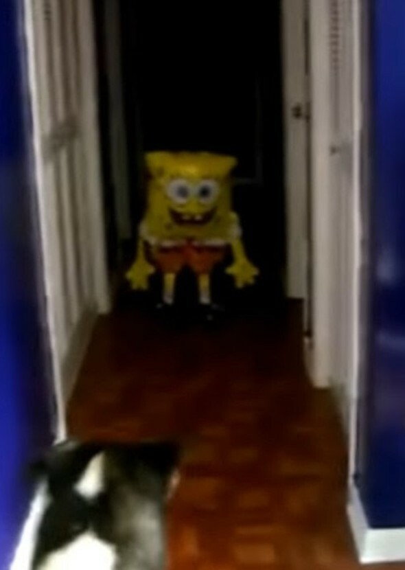 Absorbent is He