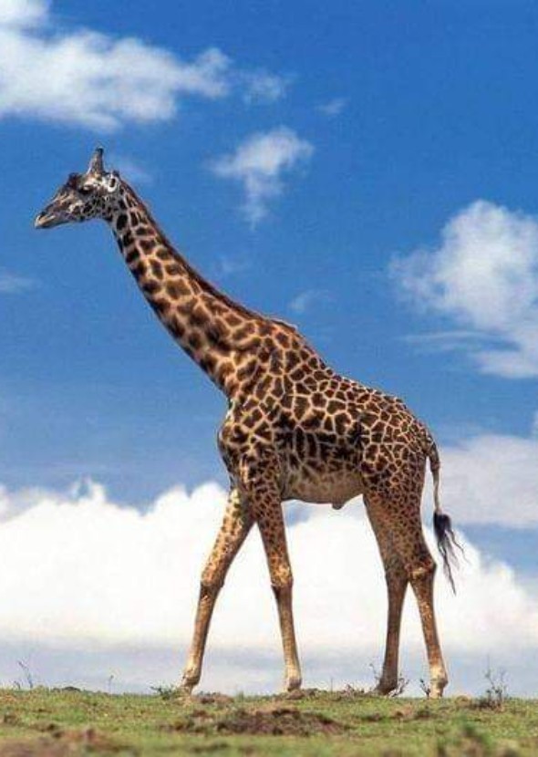 Aepygigantogiraffa 🦒 and the Poodle 