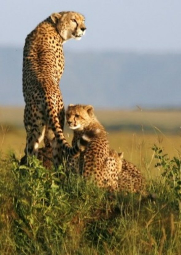 Africa (PBS Nature Series)