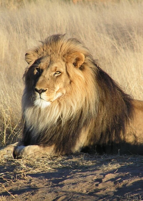 African Animals (original MyCast)