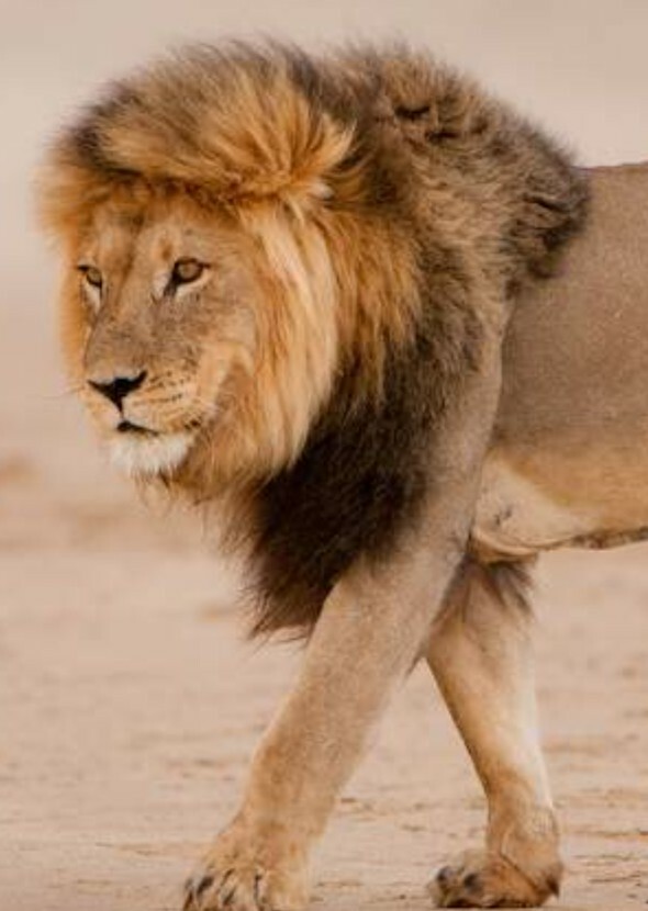African Animals : The Quest To Congo