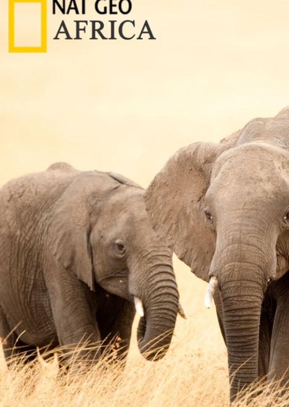 African animals the series