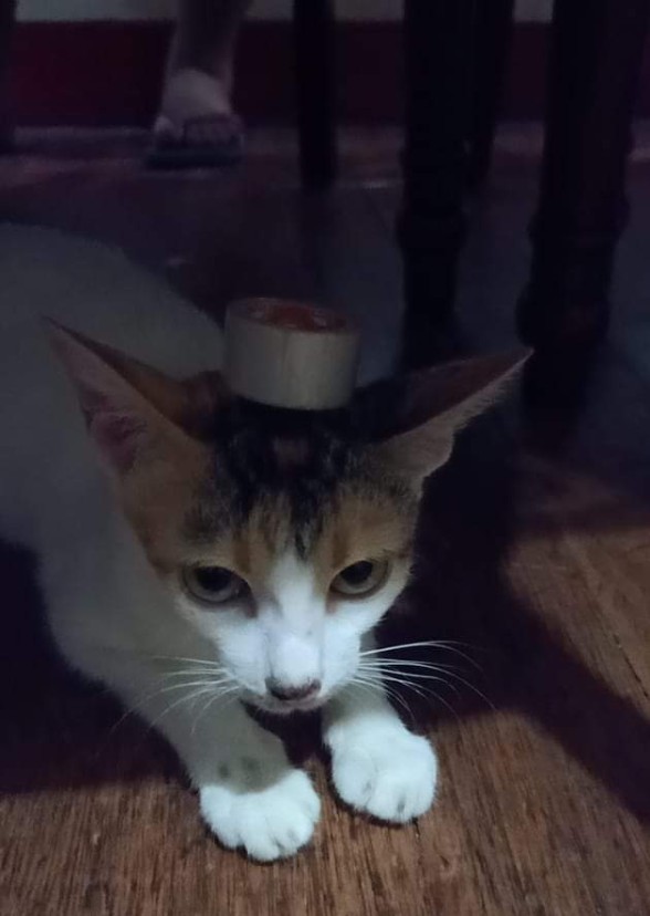Alitta The Cat - Kitty
