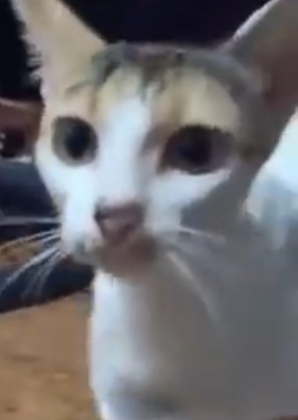 Alitta The Cat - picture