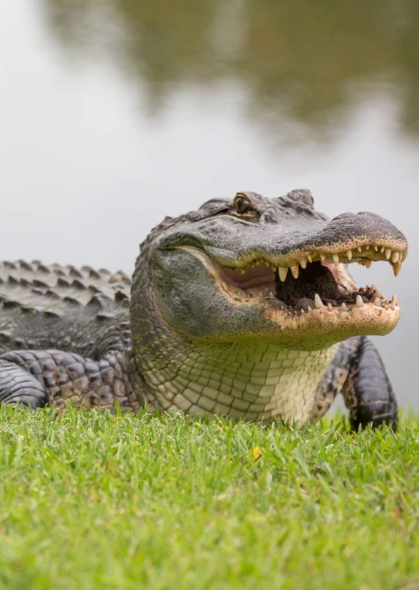 All about AlligatorPlayz