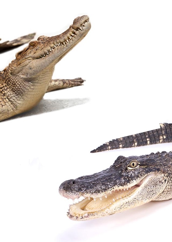 Alligator and Crocodile the series
