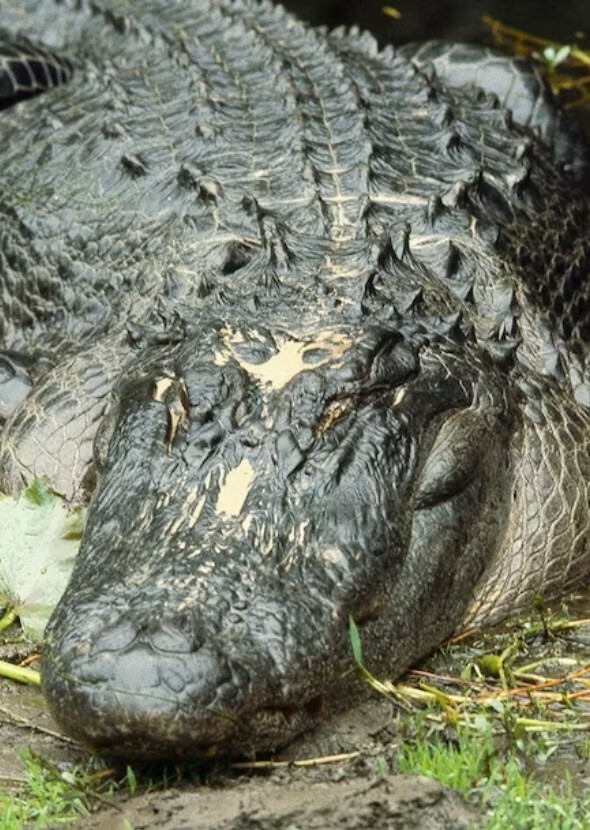 American Alligator 