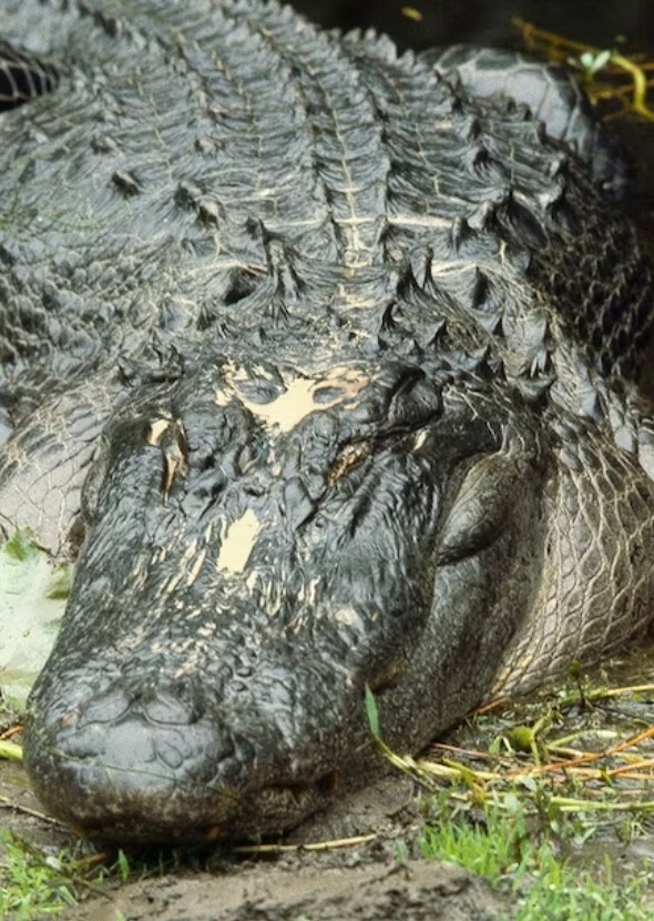 American Alligator