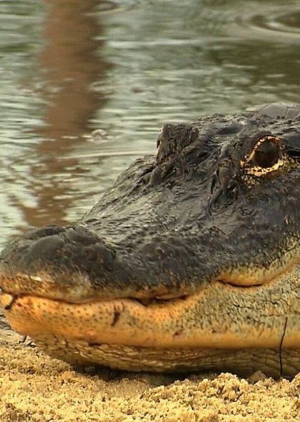 American Alligator 