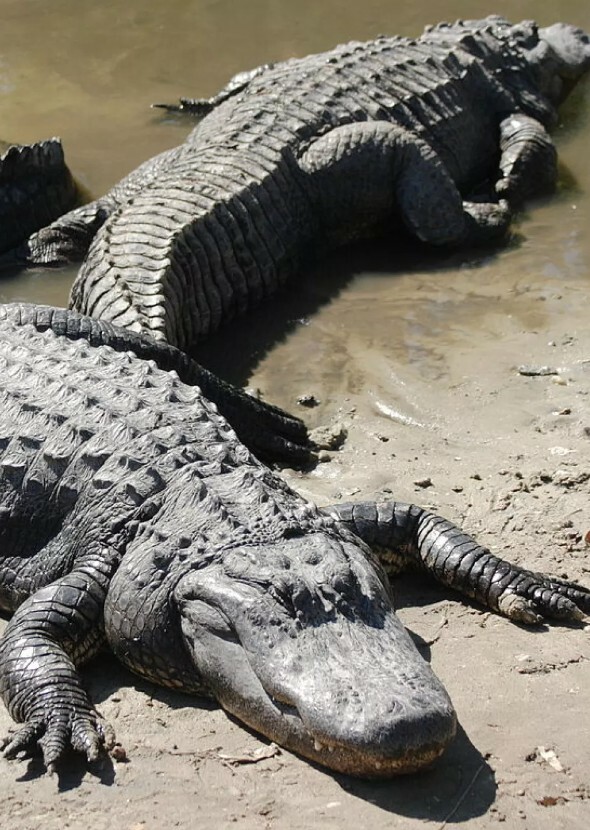 American Alligator 