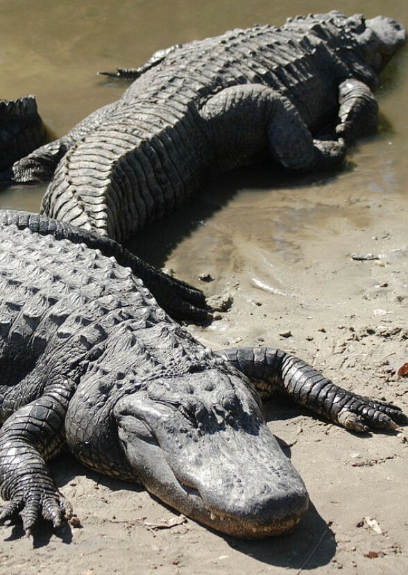 American Alligator 