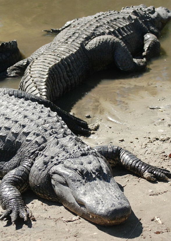 American Alligator Fan Casting on myCast