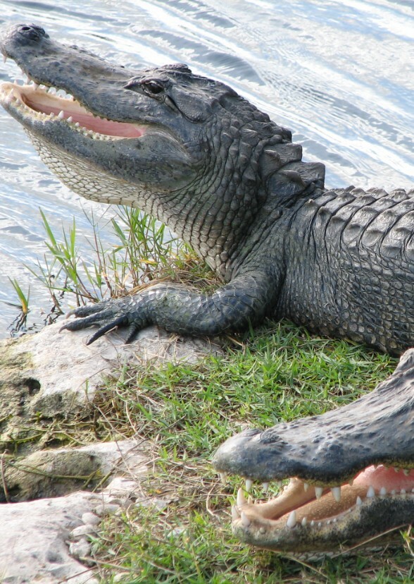 American Alligator (tv series)