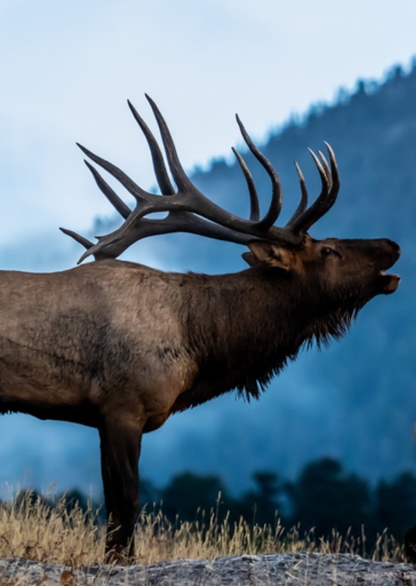 American Alligators, Cougars, Mountain Goats, and Elks