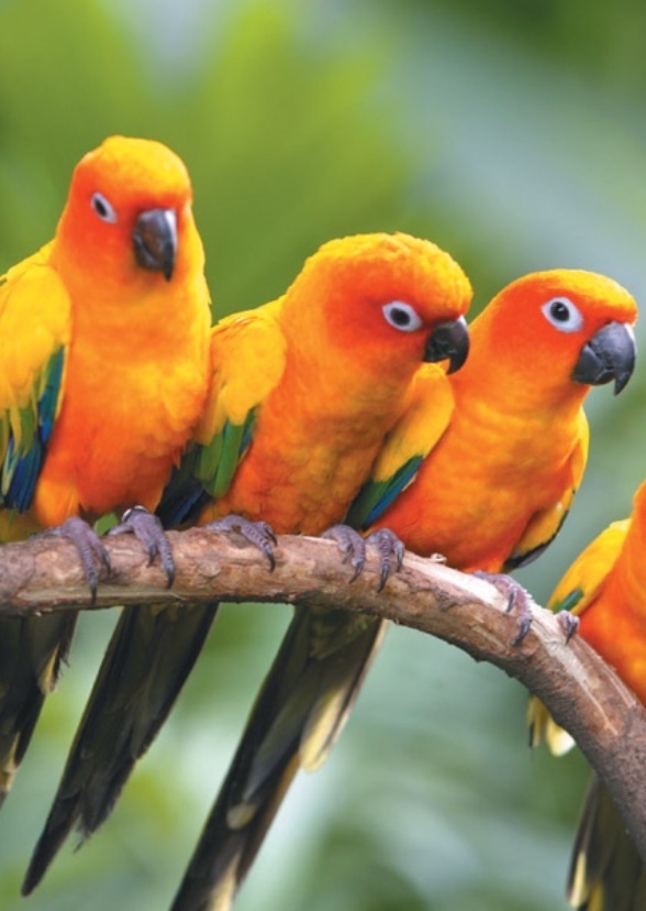 Angry birds live action