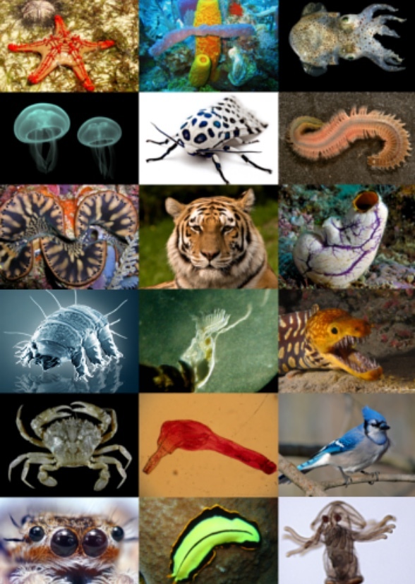 Animal Face Claims