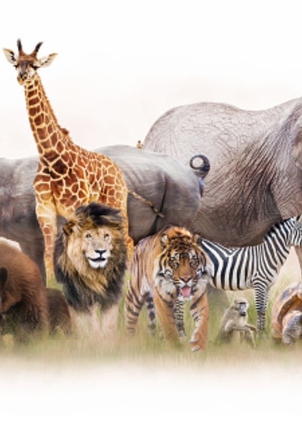Animal zoo (my version)