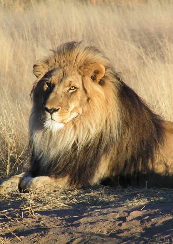 Animals around the world