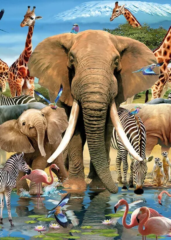Animal Kingdom (Television Series)