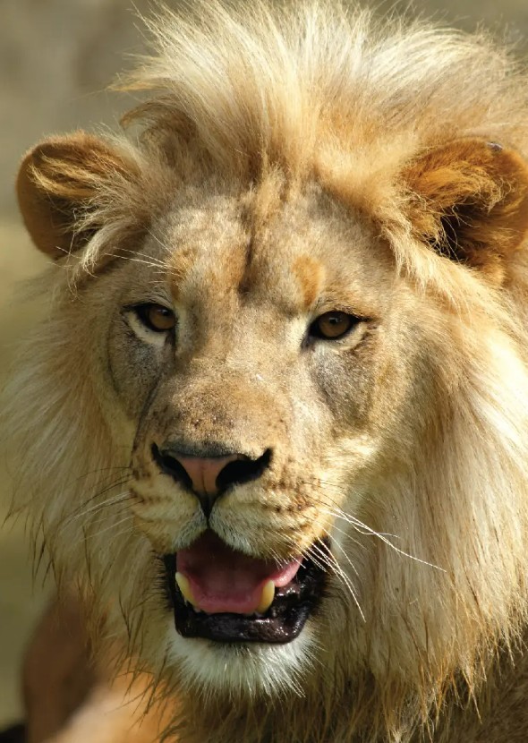 Animals of Africa (remake) Fan Casting on myCast