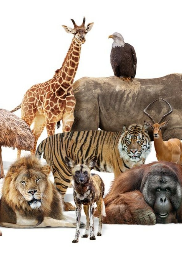 Animals on Earth