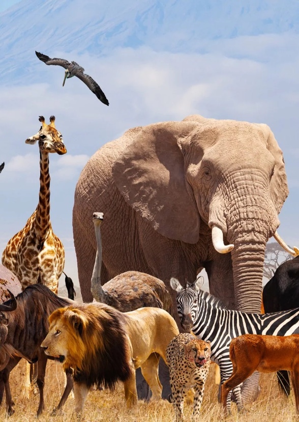 Animals That Should Be Best Friends With Other Animals