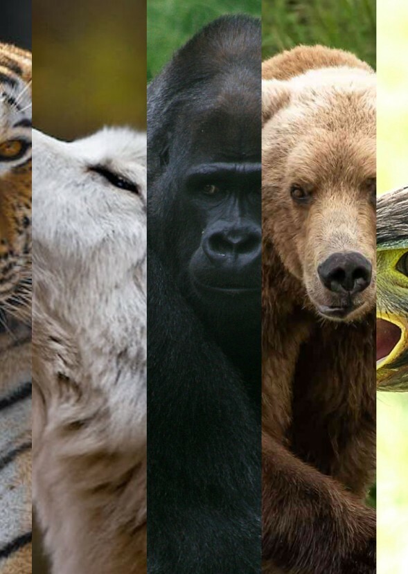 Animorphs live action reboot 2015-2024