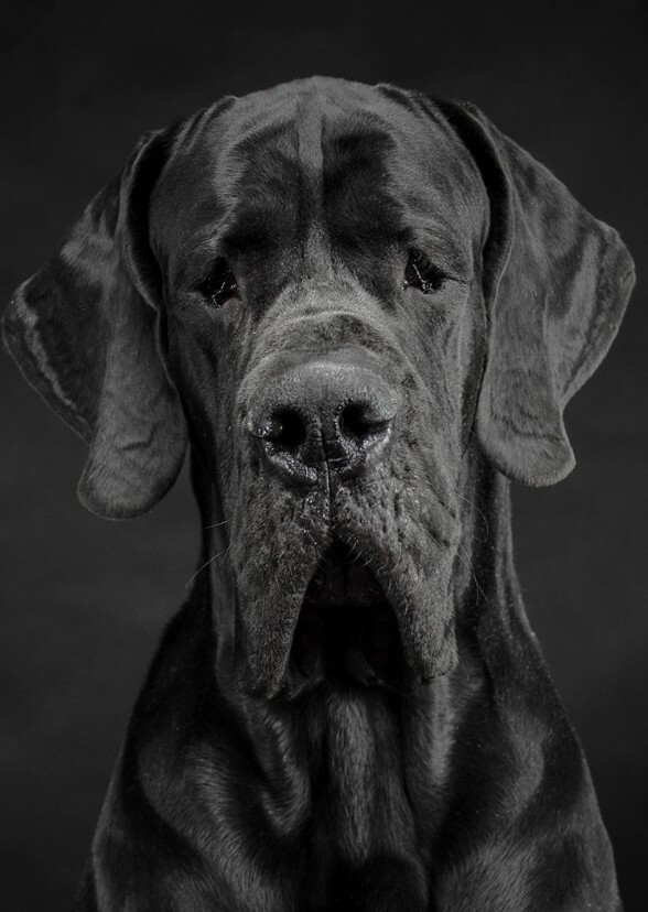 Anna Popplewell and Her Lovable Black Great Dane