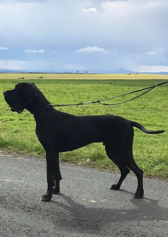 Anna Popplewell's Connection with Her Black Great Dane