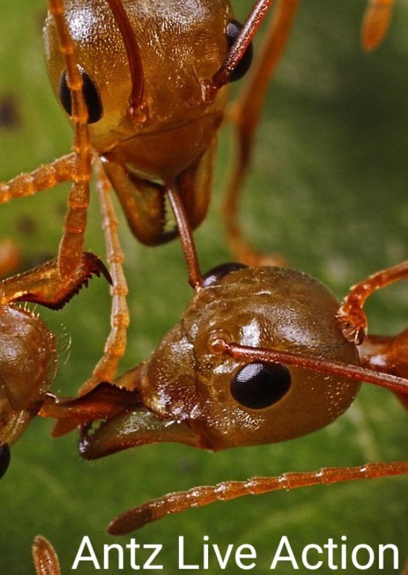 Antz Live Action