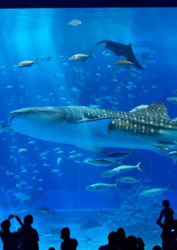 Aquarium The Series 