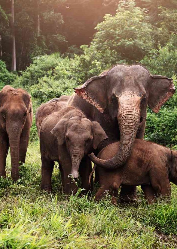 Asia Fan Casting on myCast